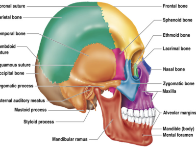 Anatomy Kazan University